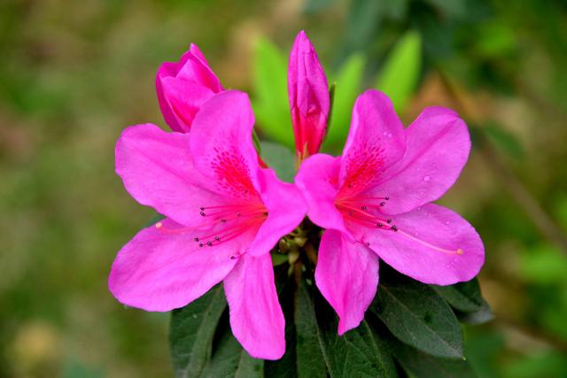 新買杜鵑開始掉葉子，原因終於知道了！ 早這樣解決就好了