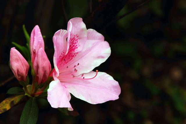 新買杜鵑開始掉葉子，原因終於知道了！ 早這樣解決就好了