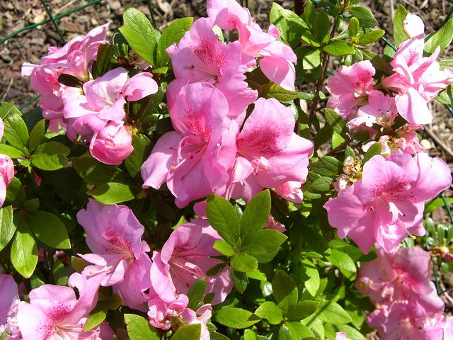 新買杜鵑開始掉葉子，原因終於知道了！ 早這樣解決就好了