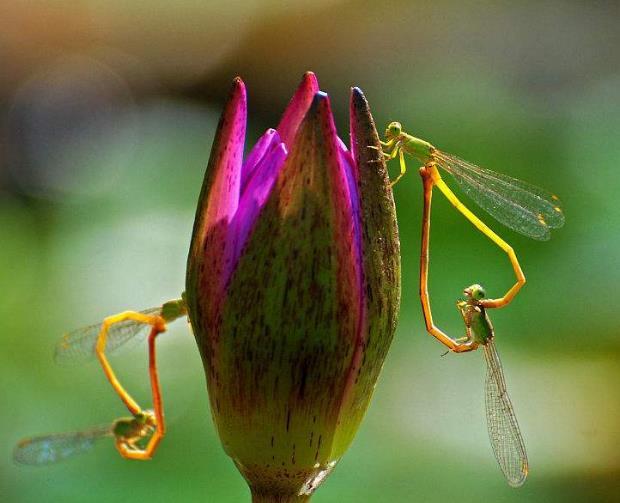 世間的四大福田，無須深種，只需順其自然