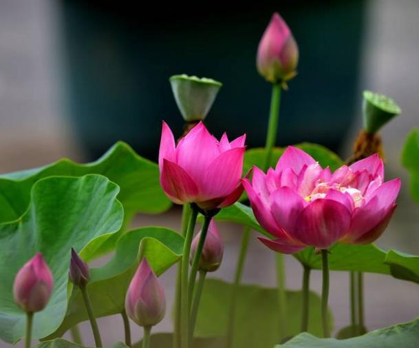 世間的四大福田，無須深種，只需順其自然