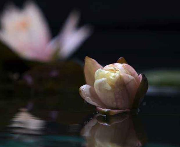 世間的四大福田，無須深種，只需順其自然