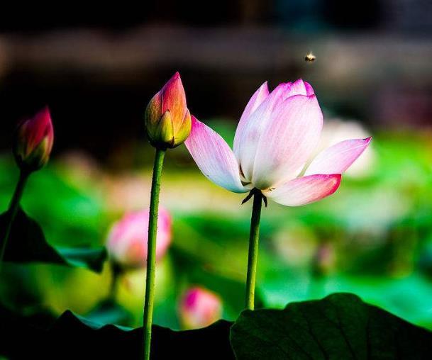 世間的四大福田，無須深種，只需順其自然