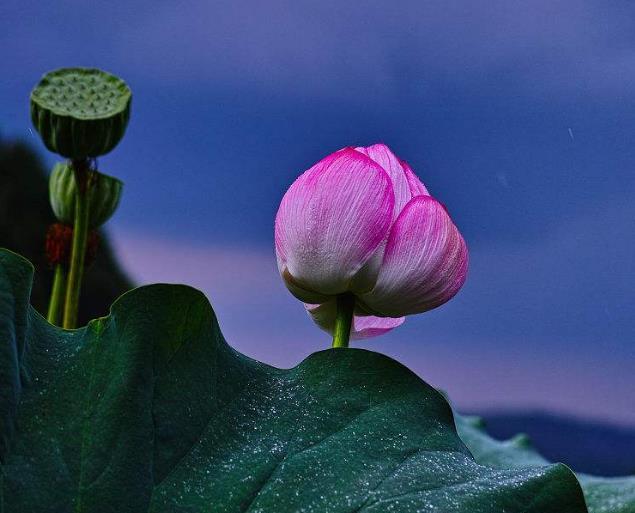 世間的四大福田，無須深種，只需順其自然