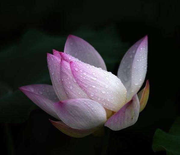 世間的四大福田，無須深種，只需順其自然