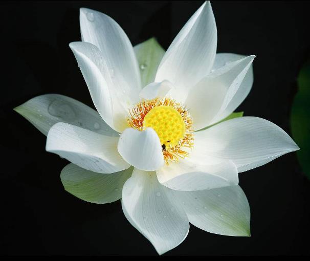 世間的四大福田，無須深種，只需順其自然