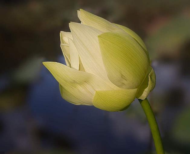 世間的四大福田，無須深種，只需順其自然