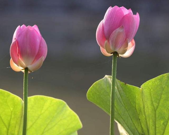 世間的四大福田，無須深種，只需順其自然