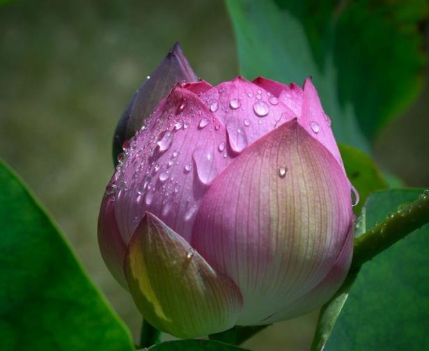 世間的四大福田，無須深種，只需順其自然