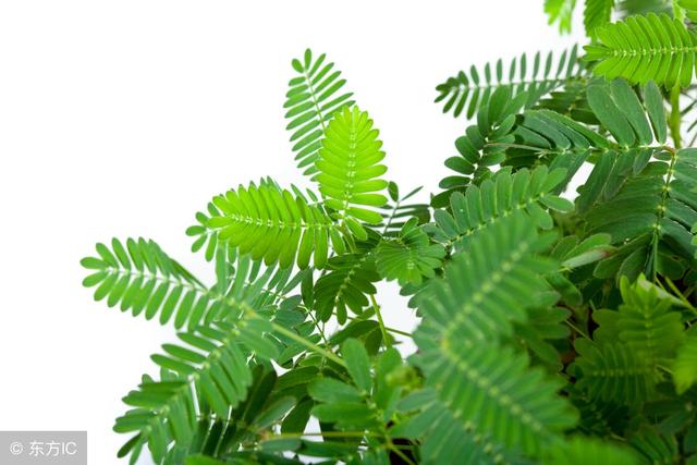 煩惱不過夜，健忘才幸福！