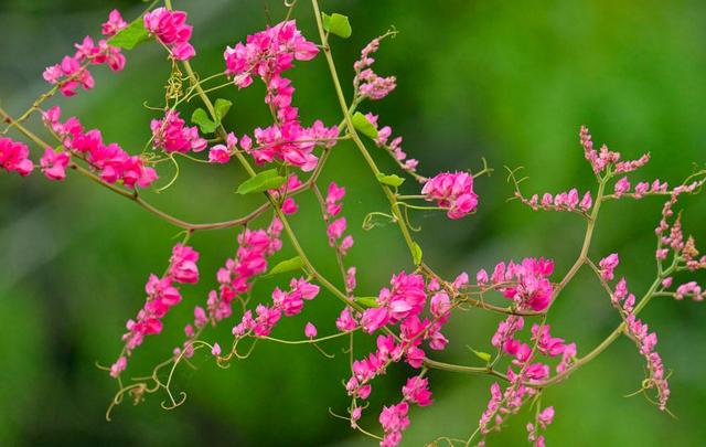 活出自己歡喜的樣子，即使粗茶淡飯