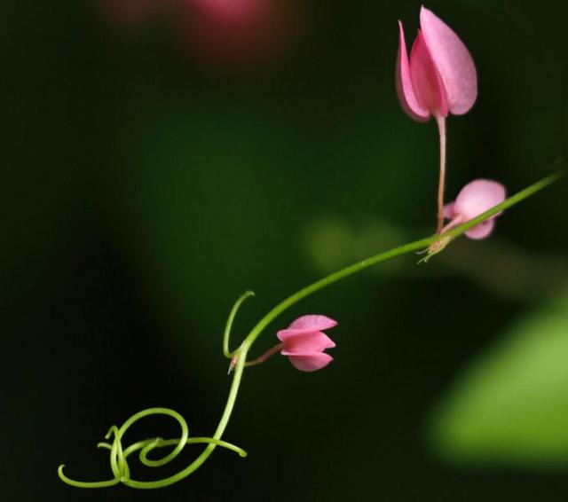 活出自己歡喜的樣子，即使粗茶淡飯