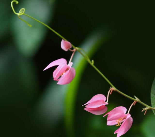 活出自己歡喜的樣子，即使粗茶淡飯