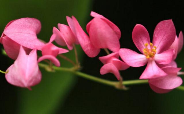 活出自己歡喜的樣子，即使粗茶淡飯
