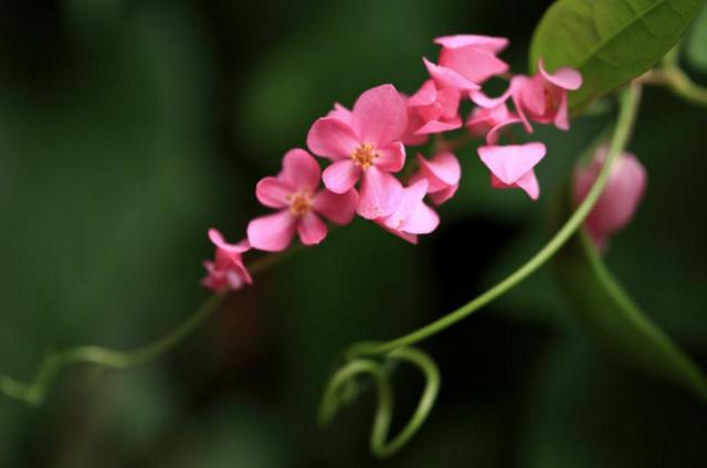 活出自己歡喜的樣子，即使粗茶淡飯