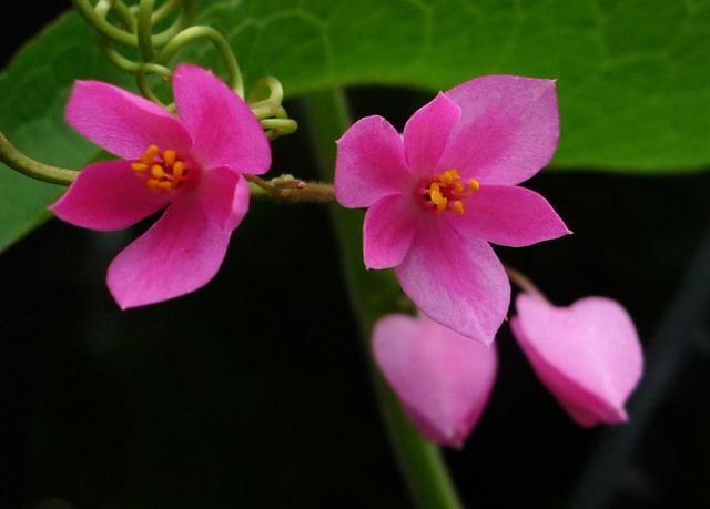 活出自己歡喜的樣子，即使粗茶淡飯