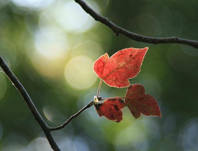 餘生，只想一個人慢慢到老