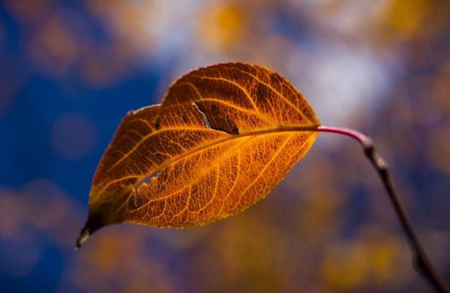 餘生，只想一個人慢慢到老