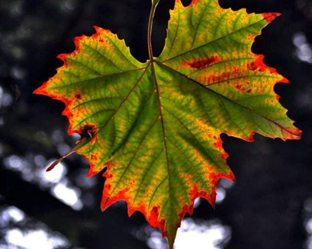 餘生，只想一個人慢慢到老
