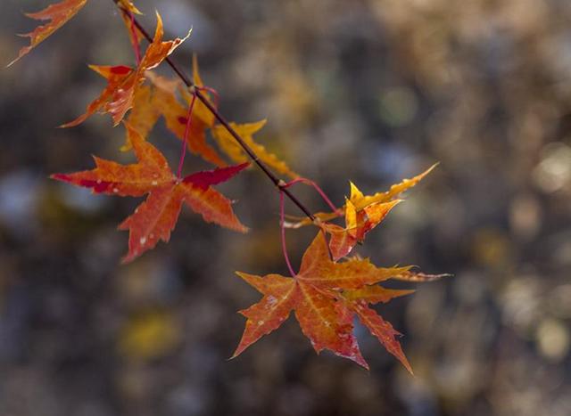 餘生，只想一個人慢慢到老
