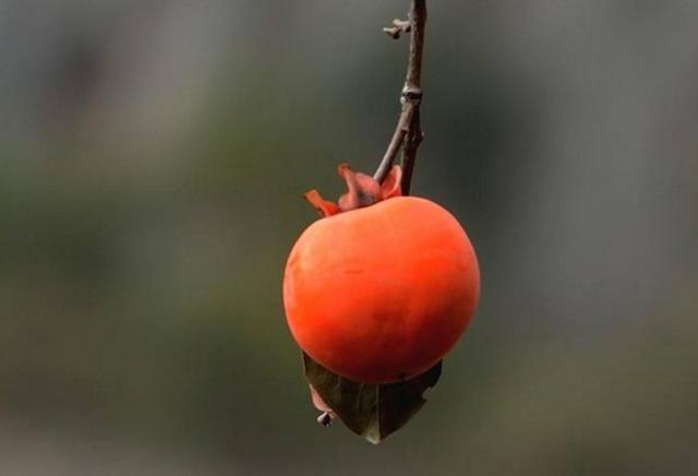 靜靜地活著,便是人間好風景