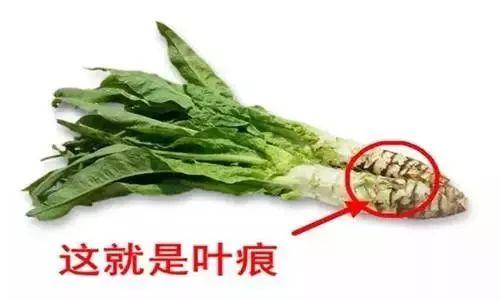 多吃秋季千金菜，三高降得快！ 簡單實用，家家必備！