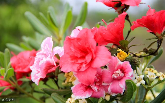 悲傷淒涼的說說，看著看著就陷入了回憶！