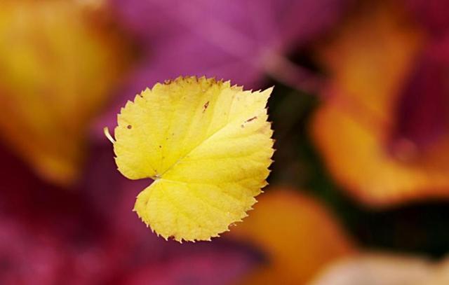 沉默，是一種放過