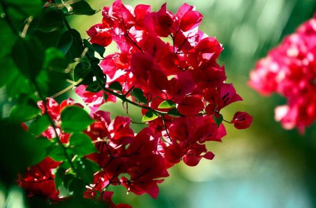 餘生，一個人，一杯茶，一首歌