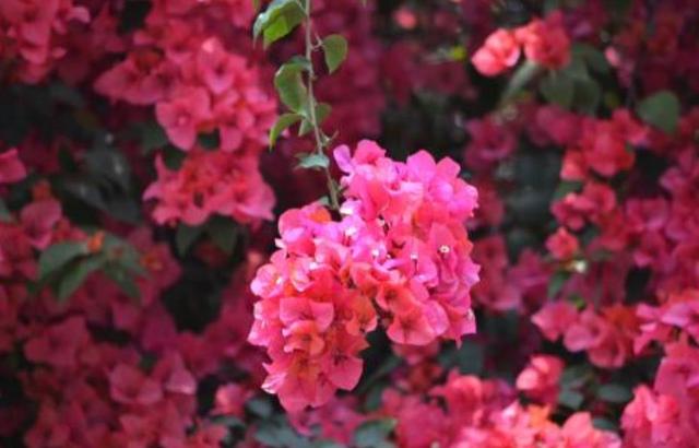 餘生，一個人，一杯茶，一首歌