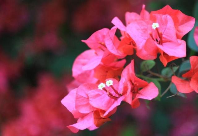 餘生，一個人，一杯茶，一首歌