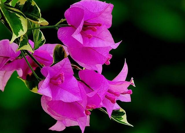 餘生，一個人，一杯茶，一首歌