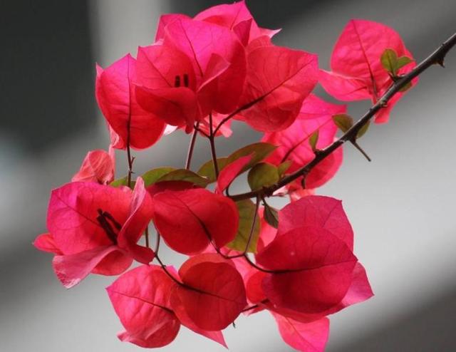 餘生，一個人，一杯茶，一首歌