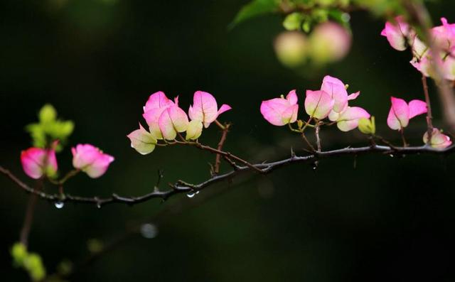 餘生，一個人，一杯茶，一首歌