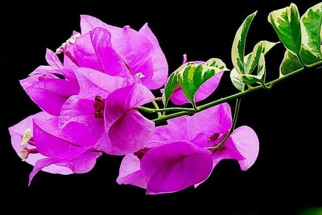 餘生，一個人，一杯茶，一首歌