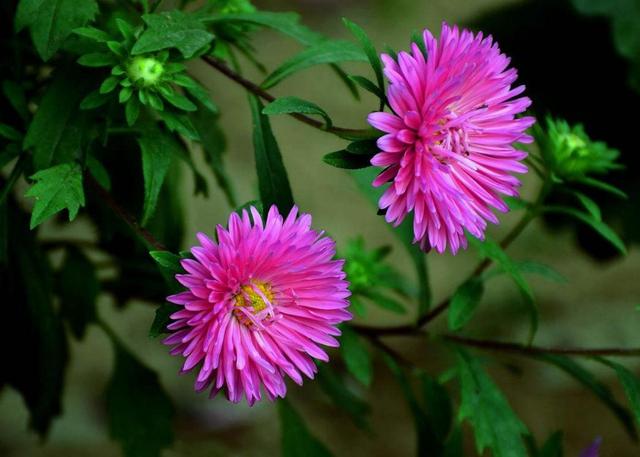 做人，千萬別把這三件“好事”做過頭，否則必有災禍