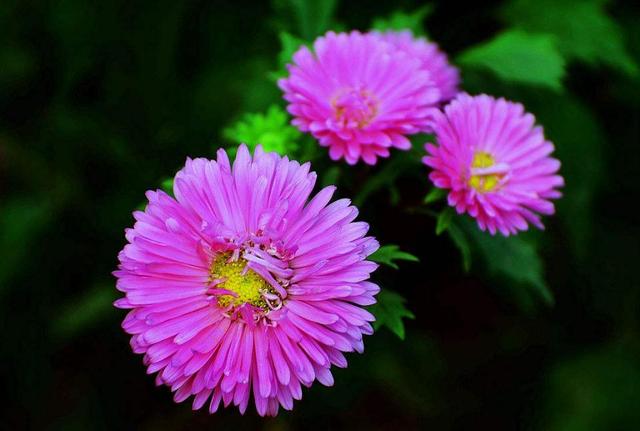 做人，千萬別把這三件“好事”做過頭，否則必有災禍