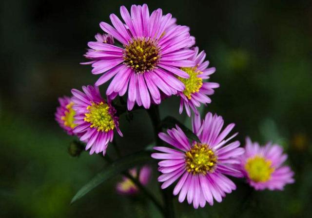 做人，千萬別把這三件“好事”做過頭，否則必有災禍