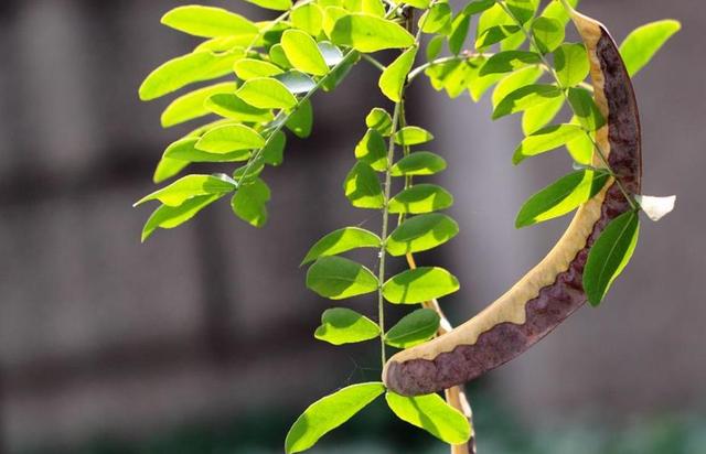 人到六十，從此別江湖，屋前種花屋後乘涼