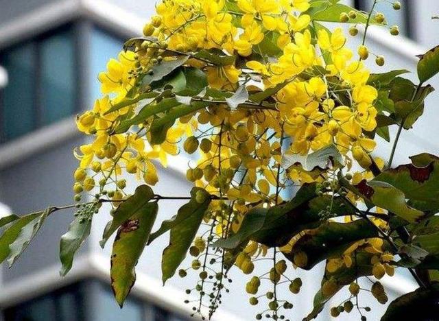 人到六十，從此別江湖，屋前種花屋後乘涼