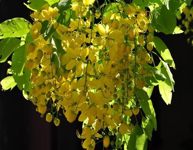 人到六十，從此別江湖，屋前種花屋後乘涼