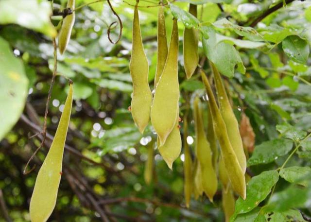 人到六十，從此別江湖，屋前種花屋後乘涼