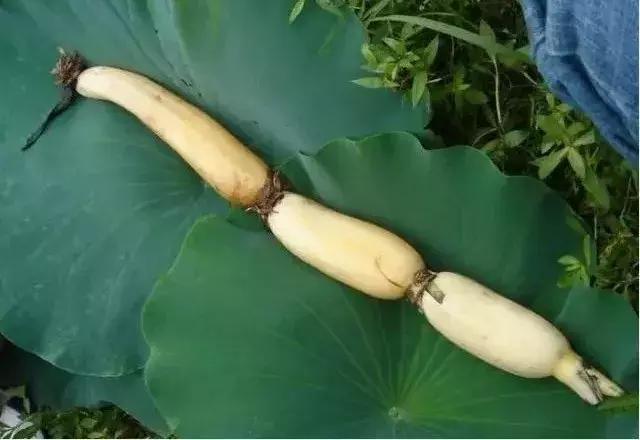 一藕生九孔，做人要學會留心眼