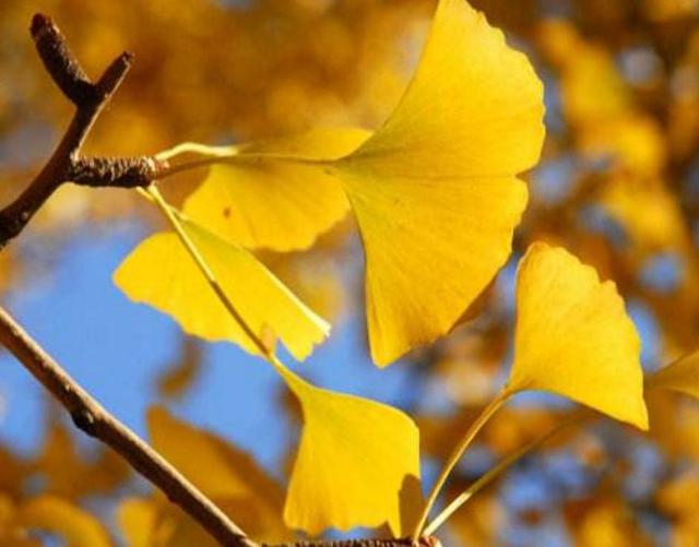 落葉知秋，落難知人