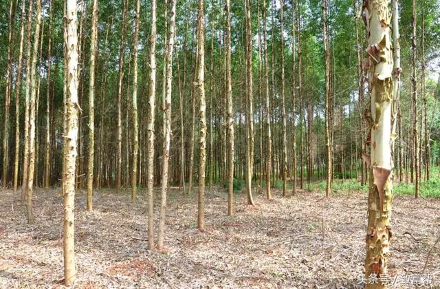 一場大雪令幾十萬投資打了水漂！ 她思路一轉，成功逆襲！