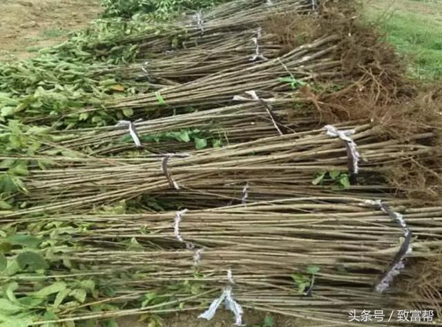 一場大雪令幾十萬投資打了水漂！ 她思路一轉，成功逆襲！