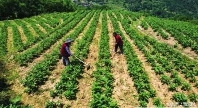 一場大雪令幾十萬投資打了水漂！ 她思路一轉，成功逆襲！