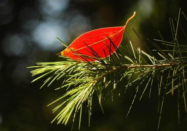 當你老了，最大的悲哀，無非是這四件事