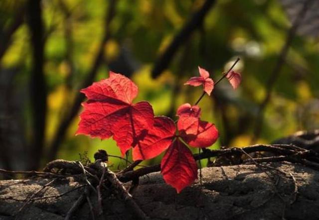 當你老了，最大的悲哀，無非是這四件事