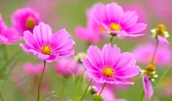 不抱怨，才能獲得生命的尊嚴和生活的信心